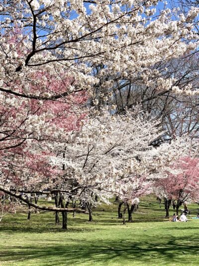 Cherry Blossom Welcome Center - Newark, NJ