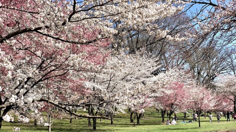 Cherry Blossom Welcome Center - Newark, NJ