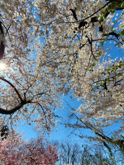 Cherry Blossom Welcome Center - Newark, NJ