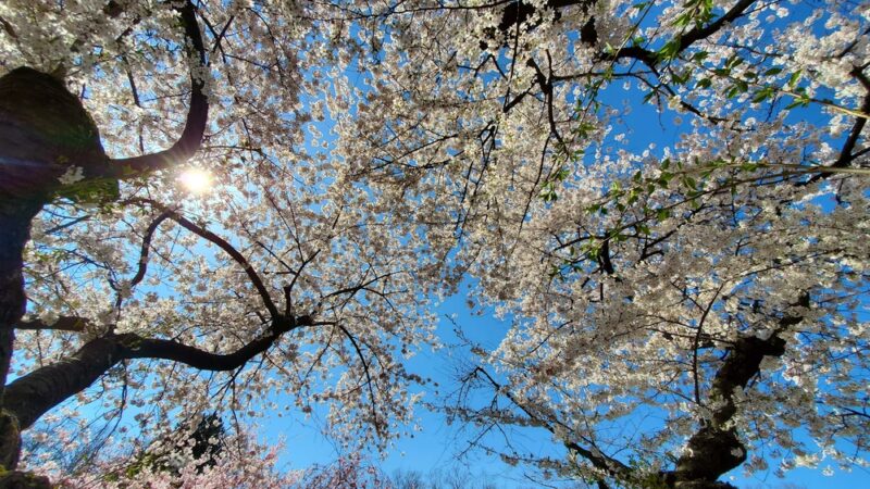 Cherry Blossom Welcome Center - Newark, NJ