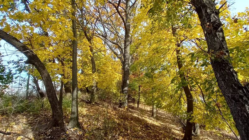 Kasberger Field - Newark, NJ