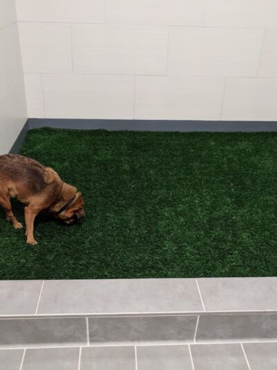 Pet Relief Area - Newark, NJ