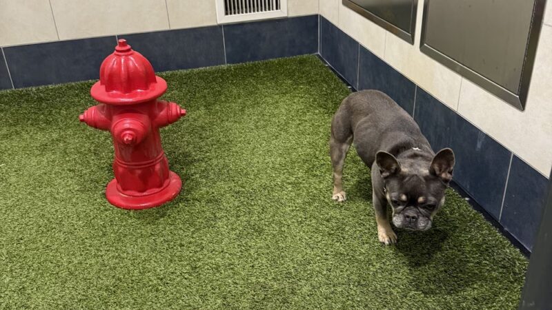 Pet Relief Area - Newark, NJ