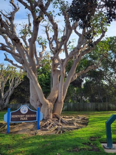 Newport Shores Park - Newport Beach, CA