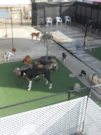 The Dog Park Inn - Newport Beach, CA