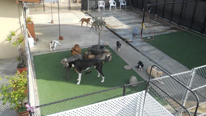 The Dog Park Inn - Newport Beach, CA