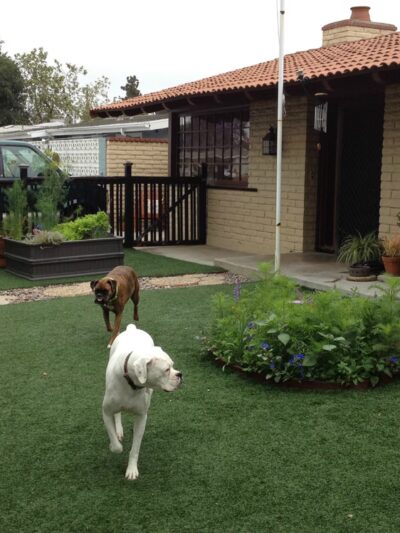 The Dog Park Inn - Newport Beach, CA
