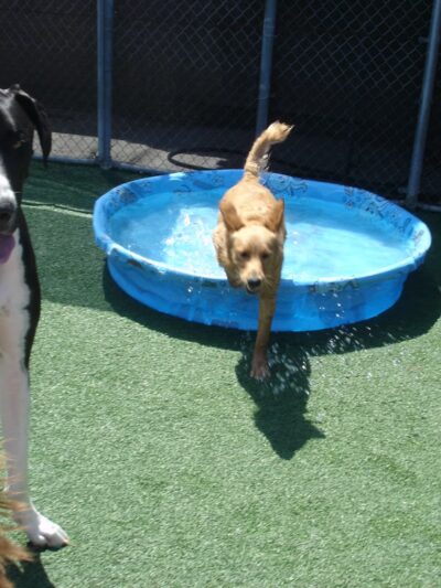 The Dog Park Inn - Newport Beach, CA