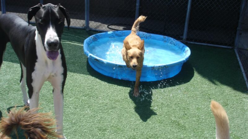 The Dog Park Inn - Newport Beach, CA