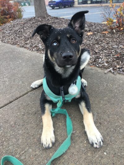 The Dog Park Inn - Newport Beach, CA