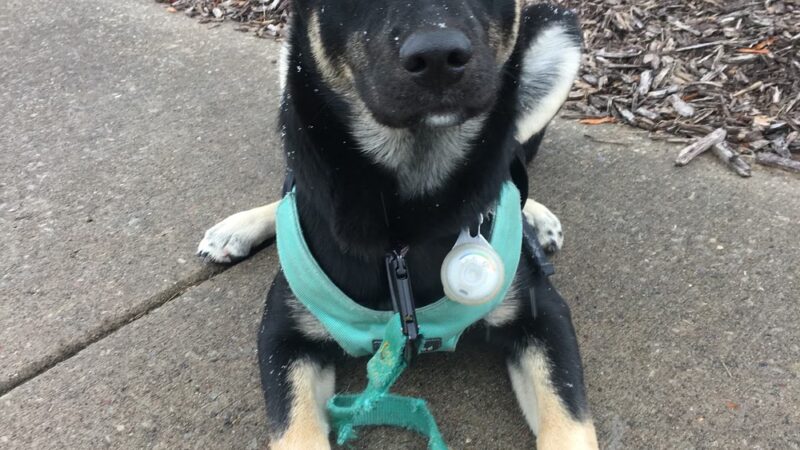 The Dog Park Inn - Newport Beach, CA