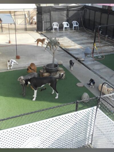 The Dog Park Inn - Newport Beach, CA