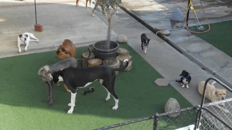 The Dog Park Inn - Newport Beach, CA