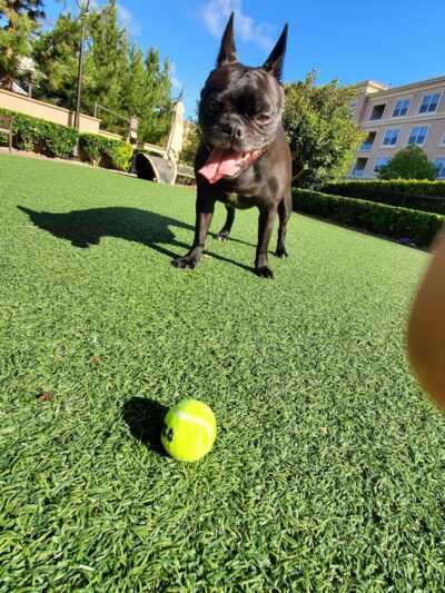 Villas Fashion Island Dog Park - Newport Beach, CA