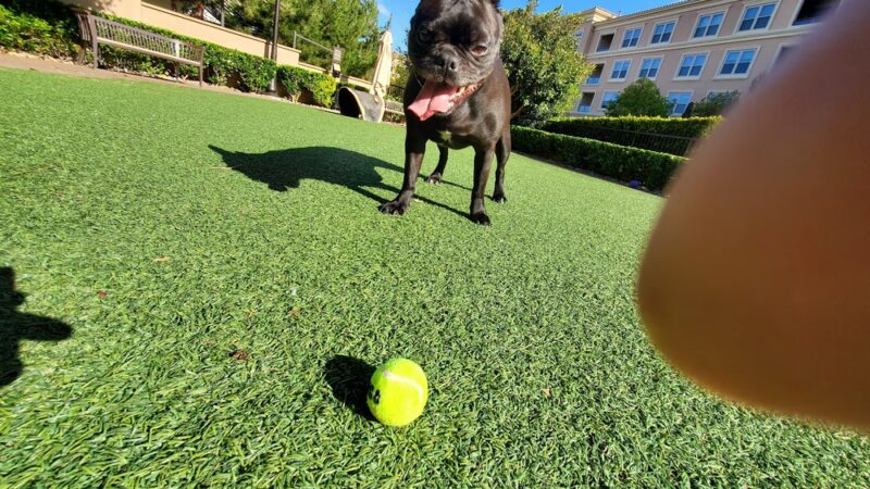 Villas Fashion Island Dog Park - Newport Beach, CA