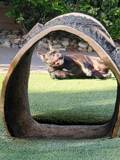 Villas Fashion Island Dog Park - Newport Beach, CA