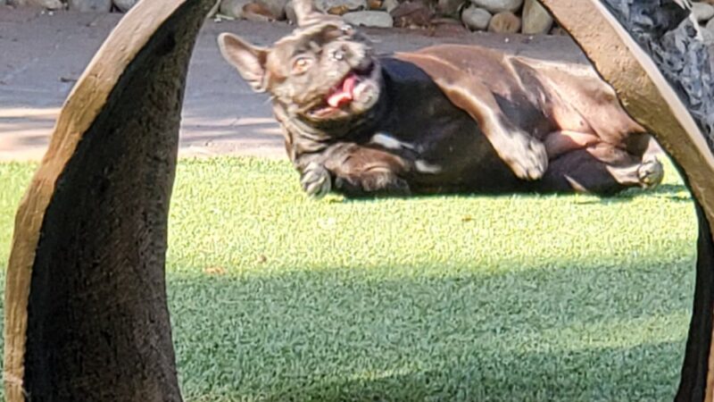 Villas Fashion Island Dog Park - Newport Beach, CA