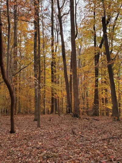 Mariners' Lake Natural Area - Newport News, VA