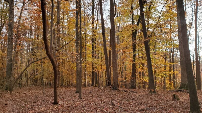 Mariners' Lake Natural Area - Newport News, VA