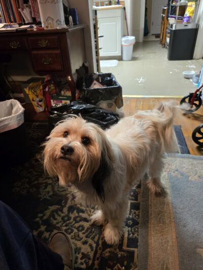 Lucky Dog Lodge - Newport, PA