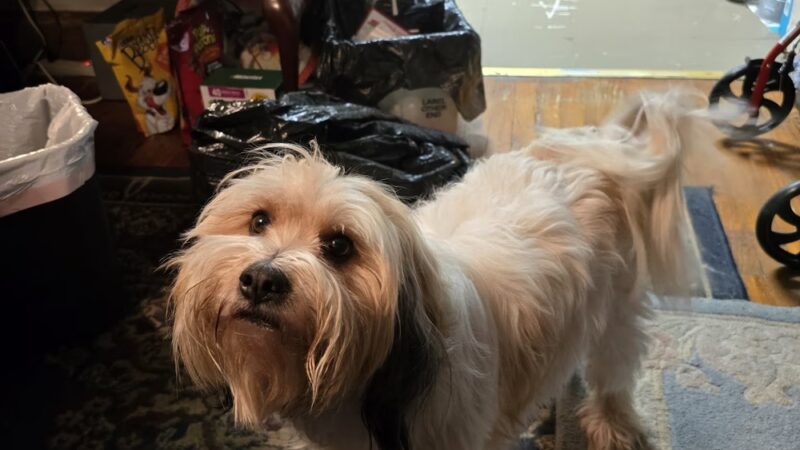 Lucky Dog Lodge - Newport, PA