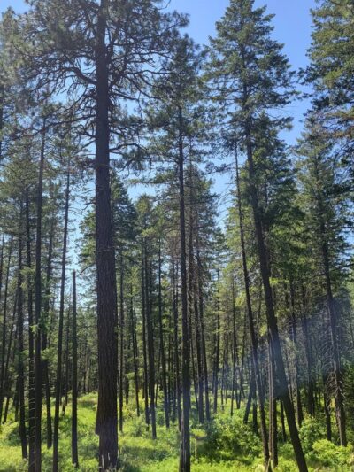 Upper Wolf Trailhead - Newport, WA