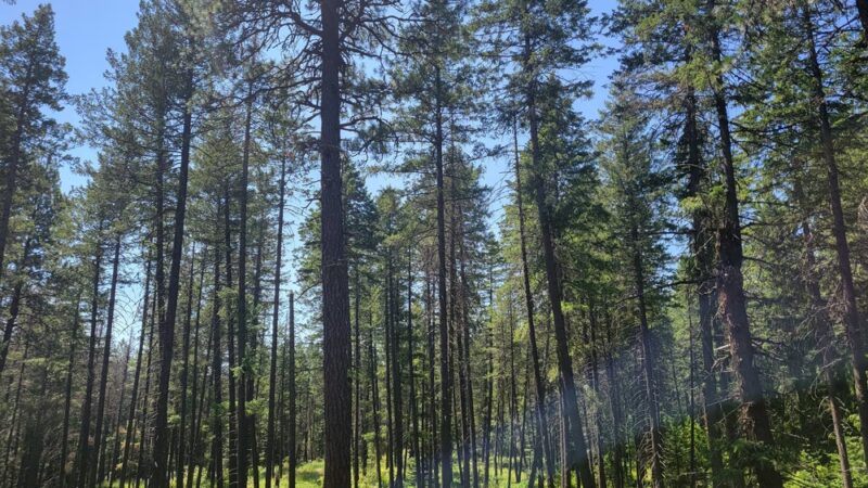 Upper Wolf Trailhead - Newport, WA