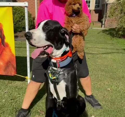 Buck’s Dog Training Virginia - Newsoms, VA