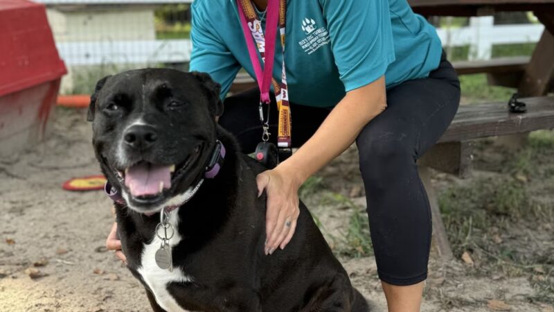 Buck’s Dog Training Virginia - Newsoms, VA
