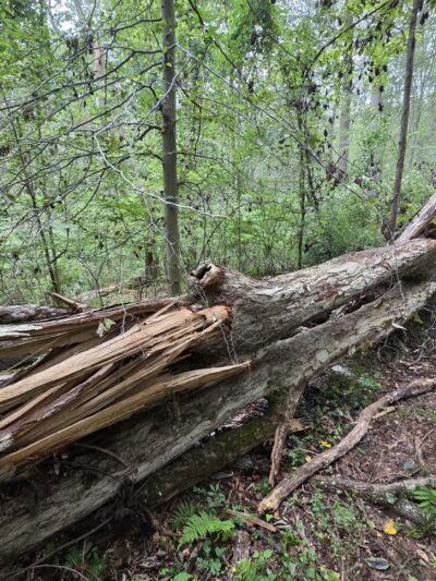 Orange Trail - Newtown Square, PA