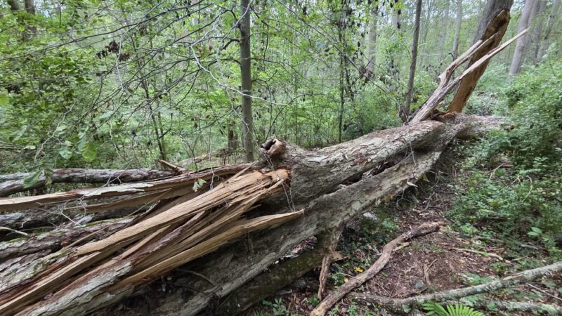 Orange Trail - Newtown Square, PA