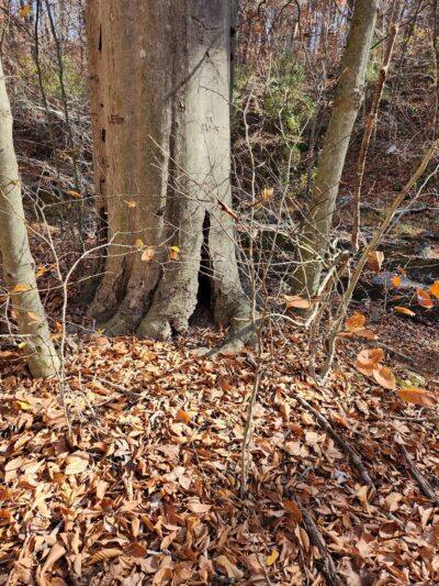 Orange Trail - Newtown Square, PA