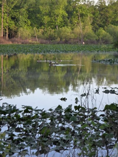State Game Lands Number 169 - Newville, PA