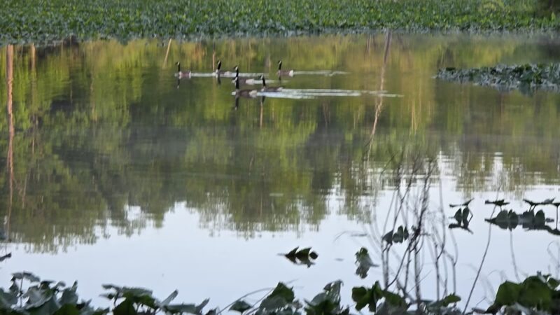 State Game Lands Number 169 - Newville, PA