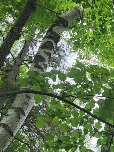 Menominee Riverside Walking/X-Country Ski Trails - Niagara, WI