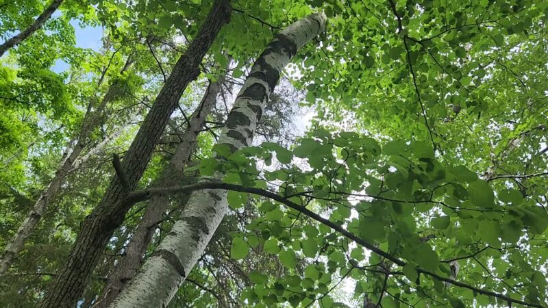 Menominee Riverside Walking/X-Country Ski Trails - Niagara, WI