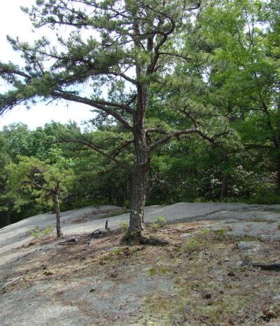 Oswegatchie Hills Nature Preserve - Niantic, CT