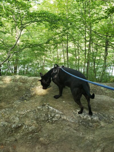 Oswegatchie Hills Nature Preserve - Niantic, CT