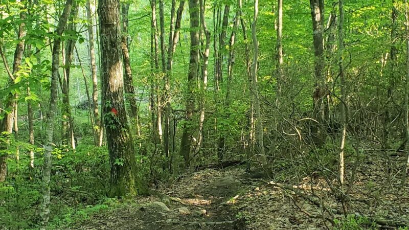 Oswegatchie Hills Nature Preserve - Niantic, CT