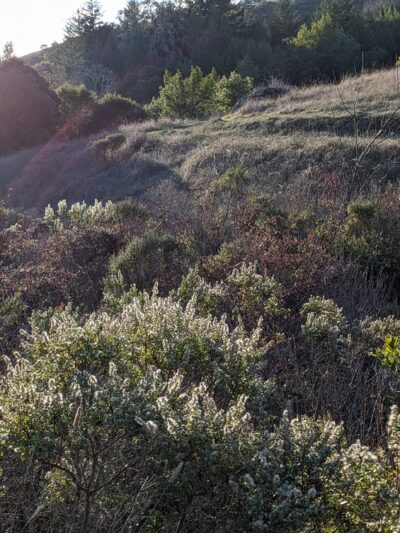 French Ranch Preserve - Nicasio, CA