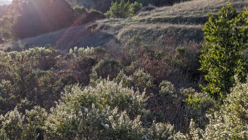 French Ranch Preserve - Nicasio, CA