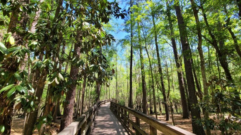 General Coffee State Park - Nicholls, GA