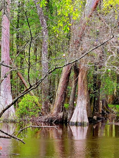 General Coffee State Park - Nicholls, GA