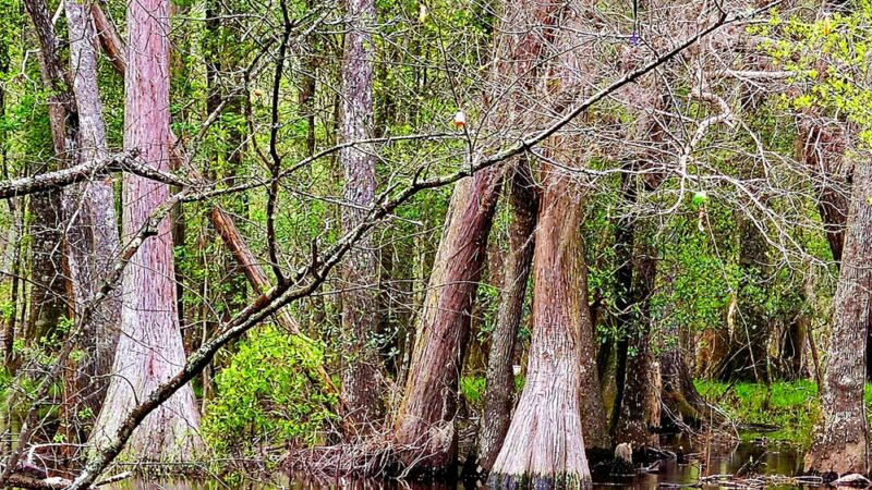 General Coffee State Park - Nicholls, GA