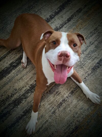 Hidden Valley Kennels - Nicholson, PA