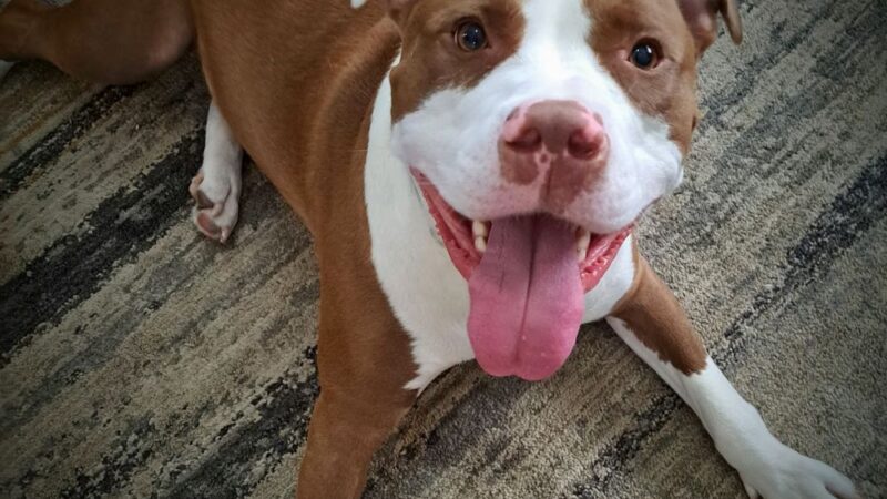 Hidden Valley Kennels - Nicholson, PA