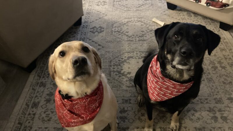 Hidden Valley Kennels - Nicholson, PA