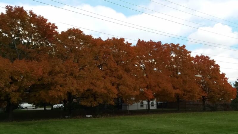 Courtland Park - Niles, IL