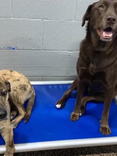 The Dog House of L. C. & L - Niles, IL