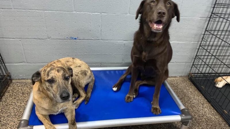 The Dog House of L. C. & L - Niles, IL